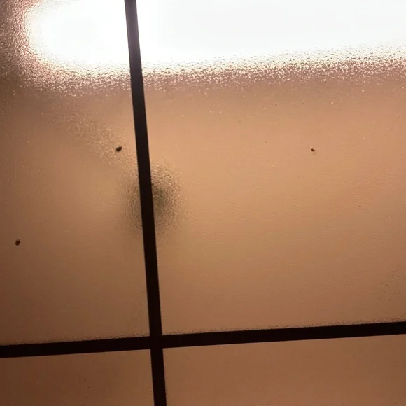 Champion Gray Tiffin University Wrestling Tee - Picture 3 of 6